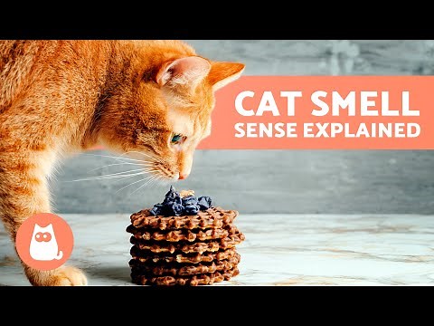 5 FACTS About a CAT'S SENSE of SMELL 🐱 How Good Is It?