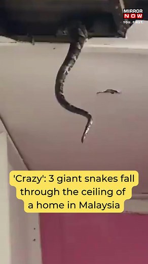 #WATCH | Crazy moment: 3 giant #snakes fall through home's roof in Malaysia, dramatic video goes #viral #snake #snakes #ballpython #python #nature #snakesofig #animals #wildlife #snakelover #ballpythons #pet #royalpython #animal | Mirror Now