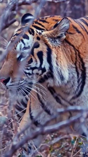 Fact about Tiger Stripes TigerStripes #Wildlife #NatureShorts #AnimalFacts #JungleKing #BigCats