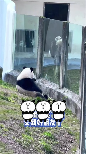 #panda #pandas #panda🐼 #PANDA #PANDAS