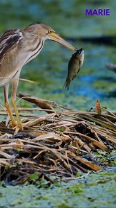 Yellow bitterns searching for food in the wetland! #birds #birdlovers #facebookreels #reelsvideo | Marie