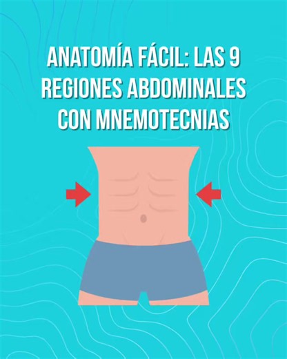 Cuadrantes del abdomen: cómo identificarlos y qué contienen