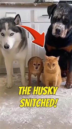 Who Snitched? The Husky, The Cat, or The Rottweiler?! 😂🐶🐱#shorts