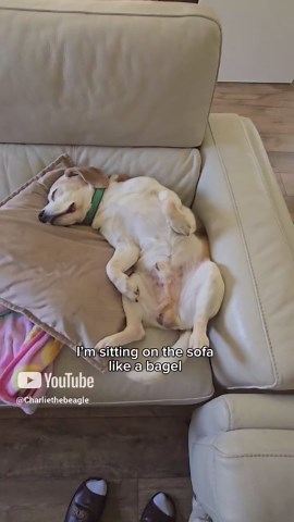 Little beagle moments make everyday life feel extra special