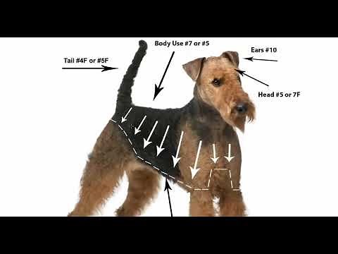 How to Groom the Airdale, Airdale Grooming, Airdale Hair Cut