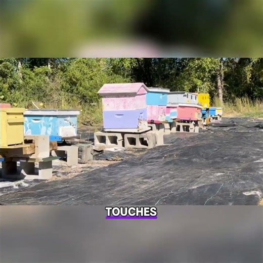 #1 Stop Ants in Beehives using Tanglefoot & Metal Termite Shield Hack #beekeeping