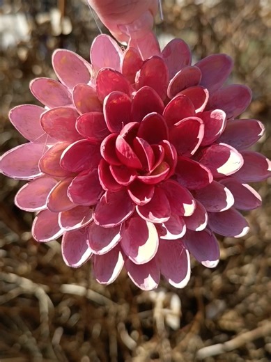 Wer kennt diese Blume? 🌸 Hättest du gedacht, dass sie aus Pistazienschalen besteht? Ich habe aus Pistazienschalen eine Blume gebastelt 🌿 Ganz ohne Plastik. Fast ohne Kosten. Einfach aus Dingen, die sonst im Müll landen würden. ♻️ Manchmal entstehen aus den kleinsten Resten die schönsten Ideen 💚 Schreib mir in die Kommentare: 👉 Kennst du diese Blume? 👉 Hast du sie erkannt? 👉 Weißt du, wie sie heißt? 🌸 Und wenn du mehr nachhaltige DIY-Ideen sehen willst, folg mir #bastelnmitkindern #Upcycli