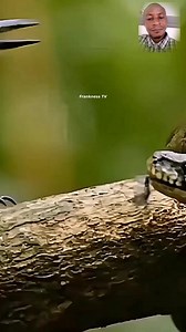 422K views · 6.5K reactions | The woodpecker and the python  #python #WoodpeckerWisdom #wildlife | Frankness. Tv | Facebook