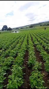 3.1K views · 26 reactions | #funfactsdaily A motorized knapsack...