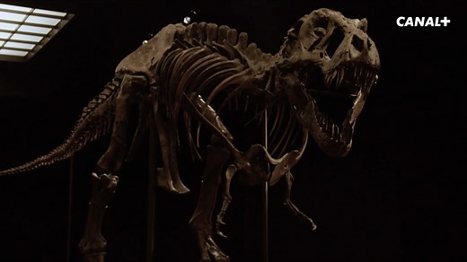 285 reactions · 47 shares | Stan, le T-REX, est le squelette le plus complet du monde. On a vu son prix et on commence tout juste à s'en remettre !  Jurassic cash, disponible avec CANAL+ | CANAL+ Docs | Facebook