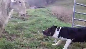 22M views · 20 reactions | Awesome intensity!!! I love to see the border collie stare in its purest form! Leyla Ortiz thank you for making the video! | Border Collie Heartbeat | Facebook