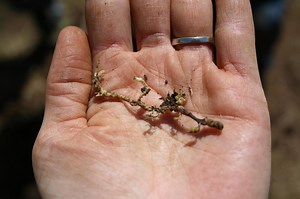 How to scout for grape phylloxera in vineyards