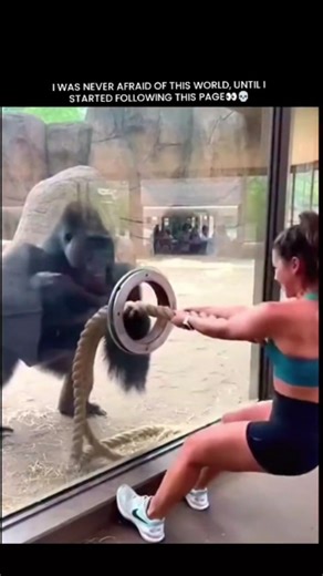 GLOBAL Explained | The gorilla is the largest of the great apes and one of our closest living relatives, sharing approximately 98.3% of its DNA with humans.... | Instagram