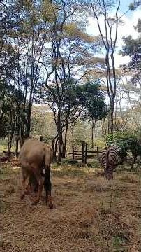 Wildebeest at the Zoo #shortsfeed #wildbeest