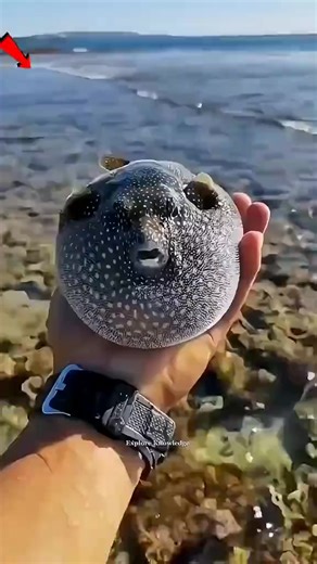 The little white fox that found its way back home… | Pet Animals03