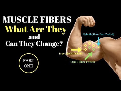 Muscle Fiber TYPES Explained: Part 1