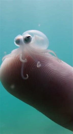 The Ocean’s Smallest Genius