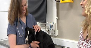 Mobile vet clinic seeks community help to extend their Services