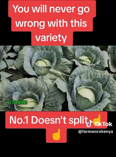 Top Cabbage Varieties for Successful Farming in Kenya