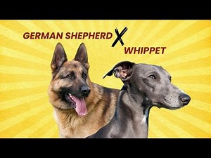 German Shepherd Whippet Mix 101