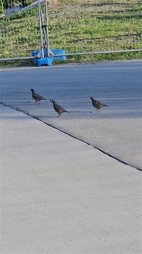Spotted 🐦🐦🐦 My nakatayong feather sa ulo nila😁 #birdsinnz #birds #nz #engagementisthekey #follower | Nina Dorig