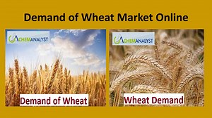 Wheat Price Trend and Forecast