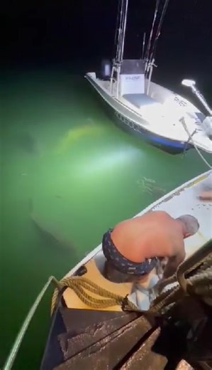 Exploring Local Grouper Habitats and Taxman Fishing