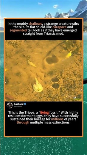 Meet the Triops: A 300-Million-Year-Old "Living Fossil" in Action 🦐#LivingFossil #Triops #MicroFauna