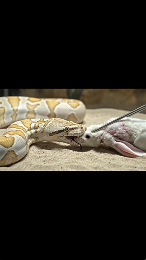 Albino white python calmly feeding on a frozen rabbit inside a clear glass enclosure, showcasing natural constriction and swallowing behavior in a safe, educational setup. Warning: [Warning: Live Feeding Video] This content shows animals feeding naturally as part of nature. No harm, no encouragement of violence. Educational wildlife content. #albinoPython #whitePython #pythonfeeding #frozenrabbit #reptilefeeding #wildlifeeducation #naturevideo #naturecapture #viralreels #facebookreels #reelsvira