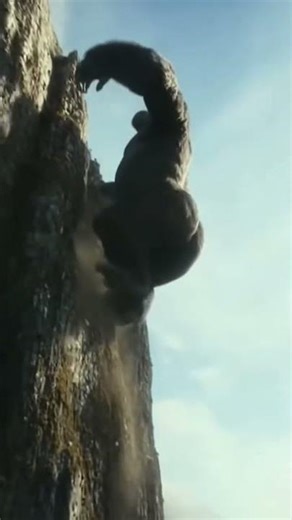 Gorilla Adventure😯😍