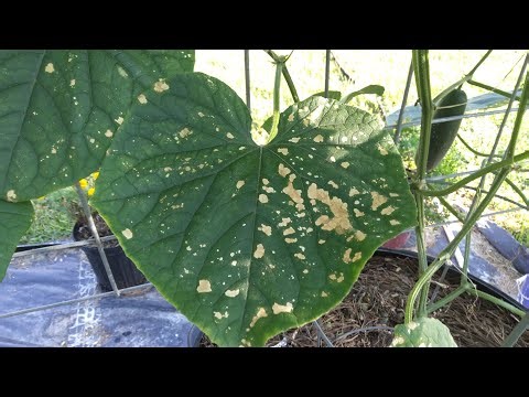 Pyrethrin Damage On Our Cucumber Leaves 9/15/25