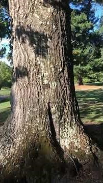 Protecting a tree from lightning - Lightning Protection System
