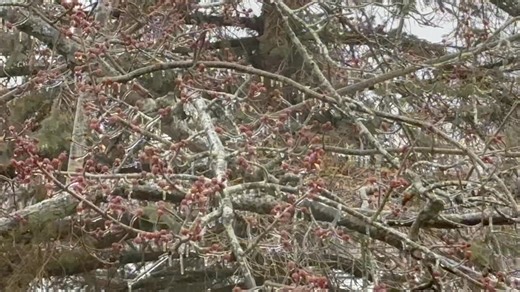 Autumn Lewandowski WKBW on Reels