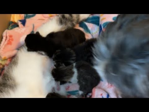 This is fun ! Kittens Day 8 eyes are opening up♥️
