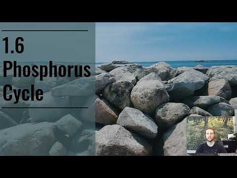 APES Notes 1.6 - Phosphorus Cycle