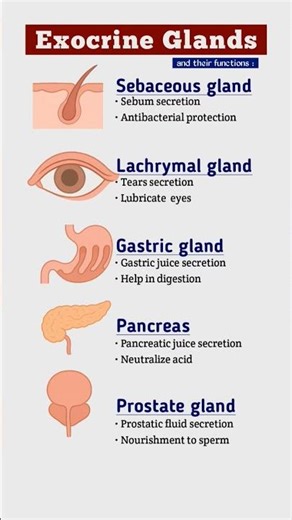 Exocrine glands name and their functions explained | #shorts #ytshorts #biology #exocrine #neet