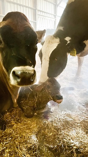 1K views · 10K reactions | Best Christmas  ever! Fingers crossed the remaining three embryos are females too. | Megan DairyGirl | Facebook