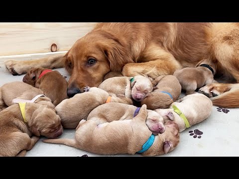 Golden Retriever Mom Is OBSESSED With Her Puppies!