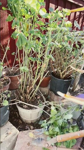 Trimming the Geranium Plants #plants #gardening #garden shorts