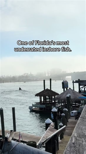 Sheepshead don’t get enough respect. Cold water brings out Florida’s most underrated inshore species - #Sheepshead. New Video Dropping soon. Be sure you are subscribed to my YouTube channel. #florida #fishing #fyp #stpetersburg #sheepshead #inshorefishing #fypviral #fishingtiktoks #reeltalkfishingtv #fishinglife #fy