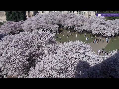 UW Cherry Blossom Cam (facing west from Miller Hall)