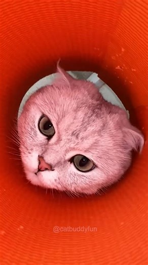 Finger 🤏 vs Ear Hole 👂 = What’s Stuck Surprise😁😄😁