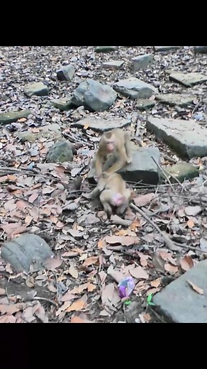 Newborn Monkey Abandoned in the Wild