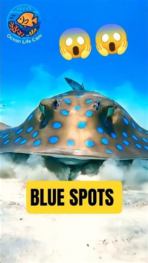 Blue Spotted Stingray Gliding Over the Sand | Ocean Life Cam #shorts #stingray #oceanlife