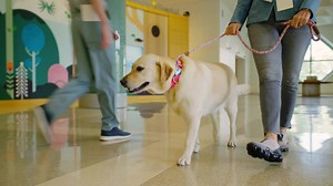 16K views · 410 reactions | Our UCLA PAC dogs, Harlow (special thanks to Maya Rudolph) and Pierre, show us a day in their paws. They even got to visit the UCLA Health Training Center, home to the Los Angeles Lakers! #UCLAPAC #TeamUCLALakers | UCLA Health | Facebook