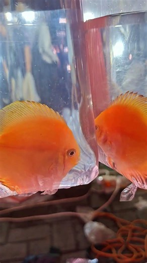 Discus Fish 🐠🐠 #discus #discuslover #discusfish #discusfishtank #aquarium