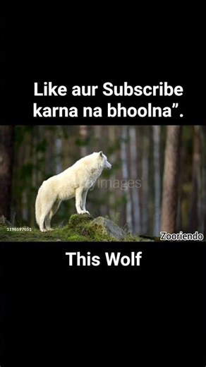 The Howl of the Wild 🐺🌙 | Real Wolf Sound in the Night #shorts #shortsfeed #ytshorts #wolf #wildlife