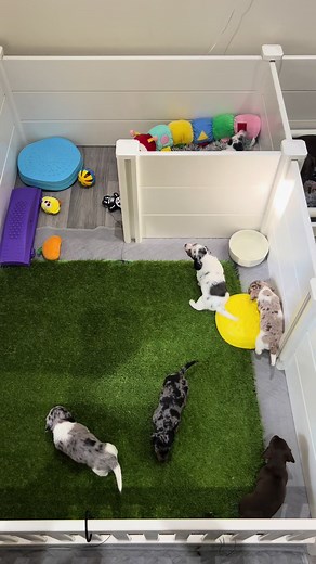 Caring for Mini Dachshund Puppies: Key Development Tips