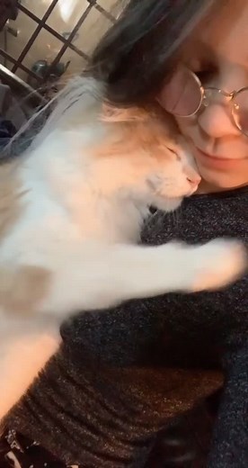 Adorable Teddy Bear Cat Compilation