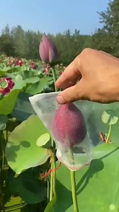 35K views · 444 reactions | A very graceful unfolding of lotus petals 覆 #garden #gardening #plants #planting #planthacks | Seed Connect | Facebook